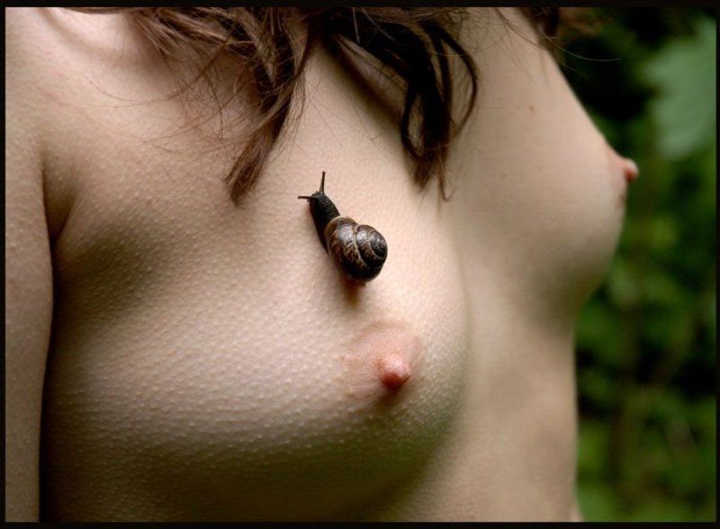 Улитка фото превью