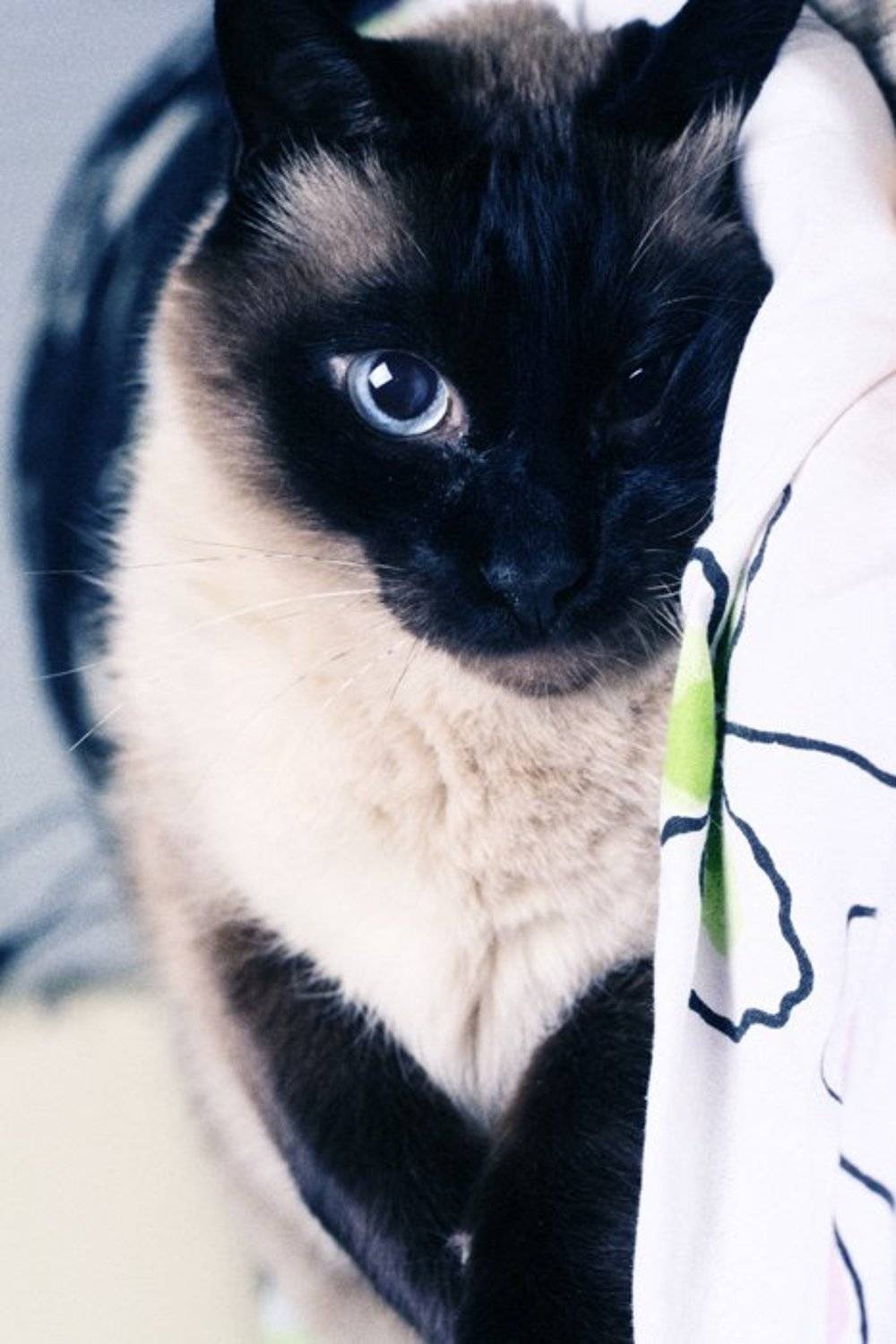 Мой крутанский кот). Автор: Gladarev , Gladarev