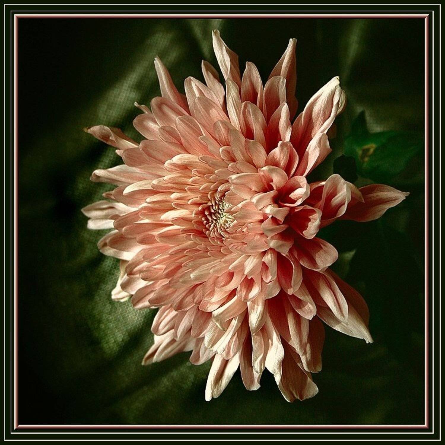 Любимым дари мы цветы. Автор: Gennadi для дам, Gennadi