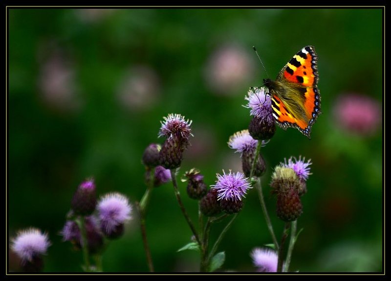 баба чка Летящая на светphoto preview