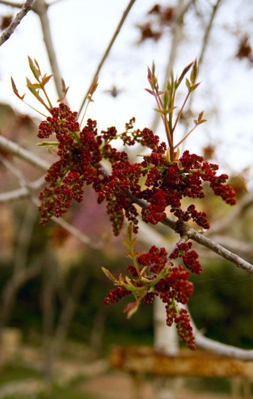 igalsc Весна фото превью