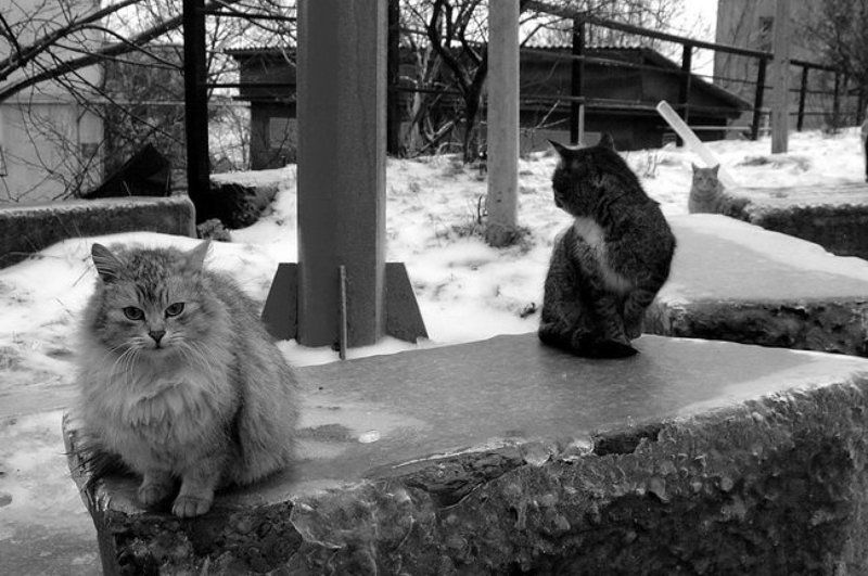 за секунду до нападенияphoto preview