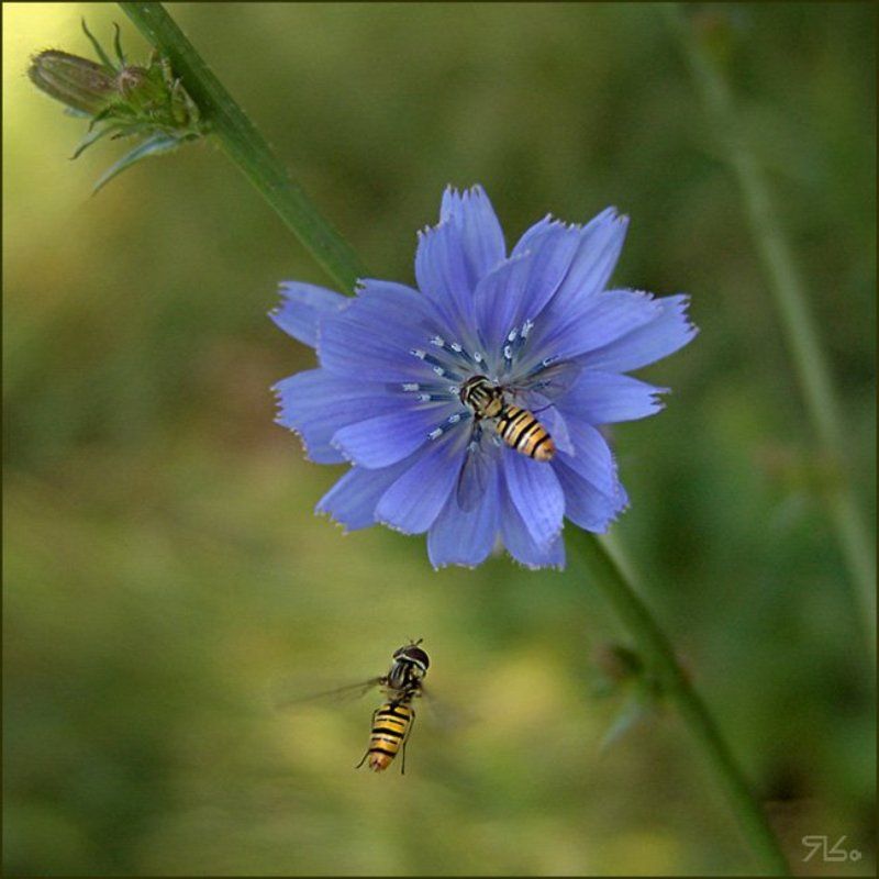 журчалки, цикорий, пара, ...Захотелось летА...photo preview