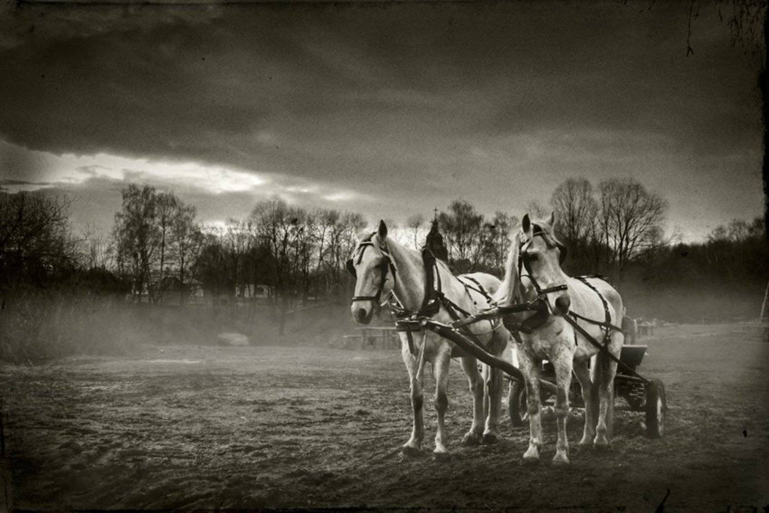 пирогово, лошадки, туман, вечер, природа, Garin Alexey