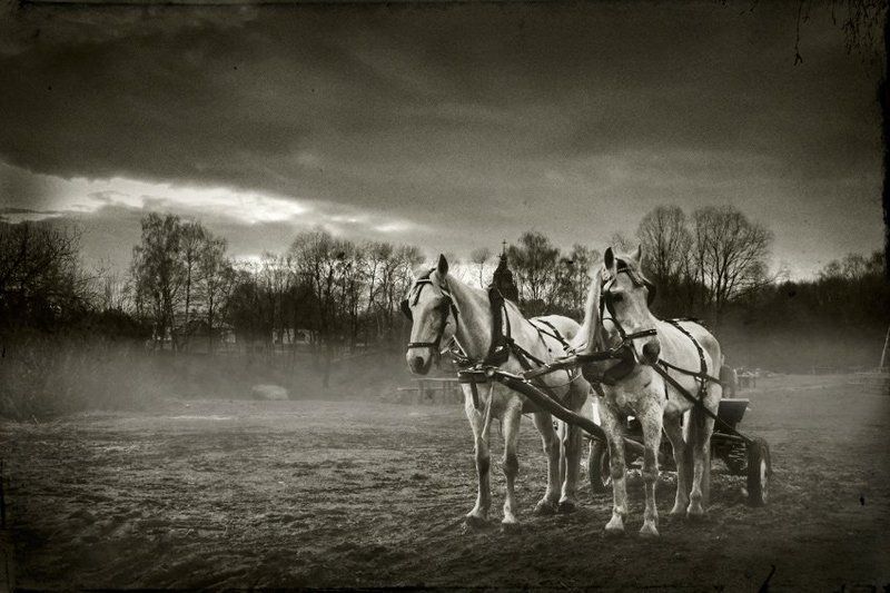 пирогово, лошадки, туман, вечер, природа ***photo preview