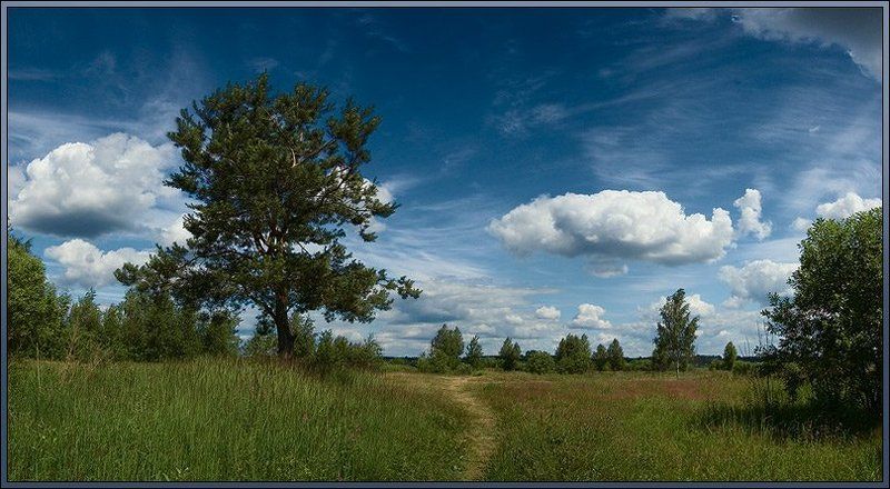 Про сосёнку под облакамиphoto preview