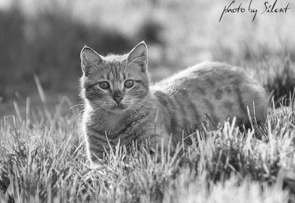 кот, поле, трава, Silent