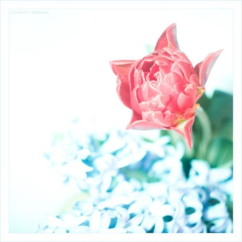 цветы цветочек...photo preview