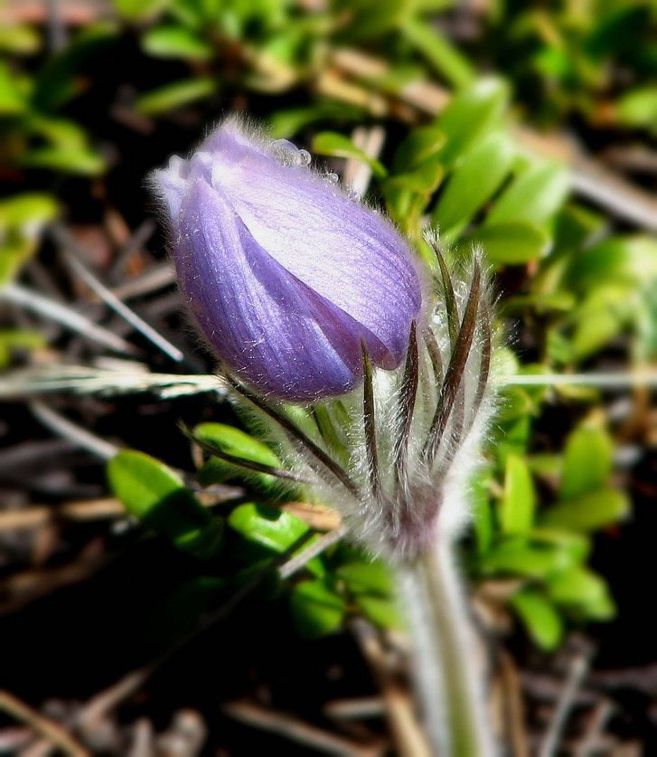 Навстречу весне. Автор: Fedor , Fedor