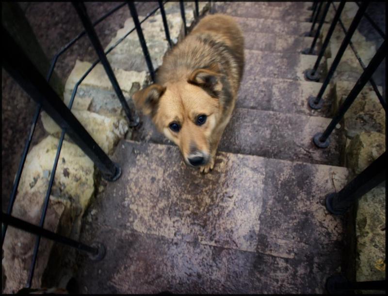 весна,царицыно,пёс=) позвольте пройти...photo preview