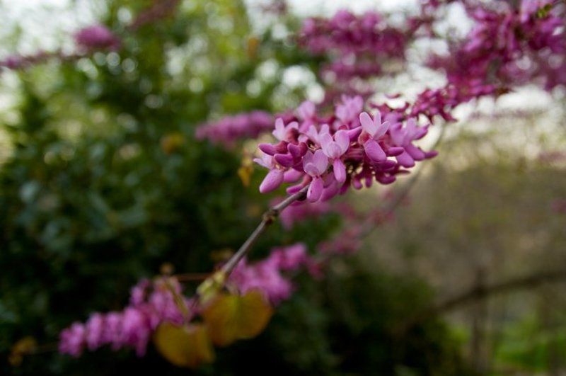 igalsc Новая жизнь II фото превью