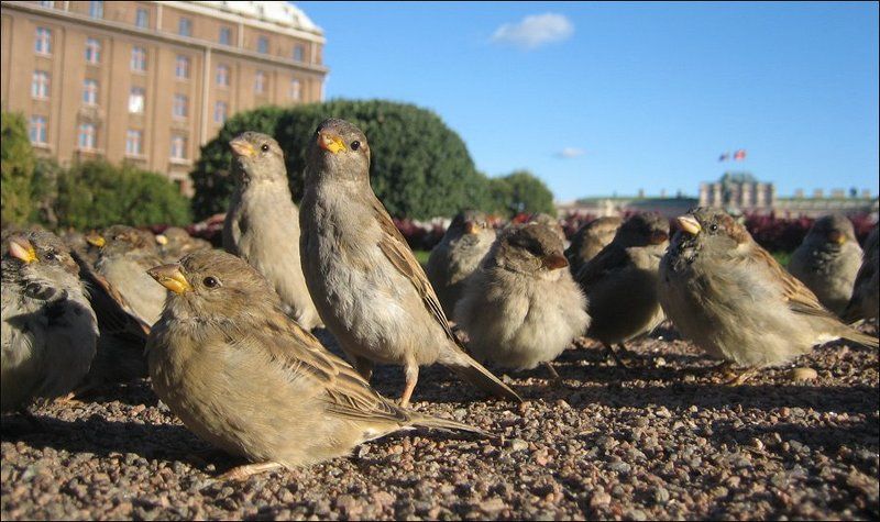 воробьи, выборы, исаакиевская площадь, петербург И стройно, в ряд! Рядом с Исакием стоят!..photo preview
