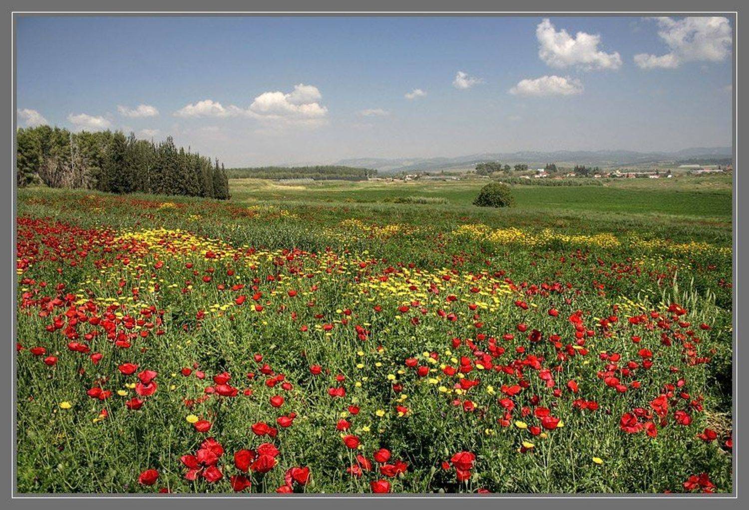 Море цветов.... Автор: Gennadi маки, Gennadi