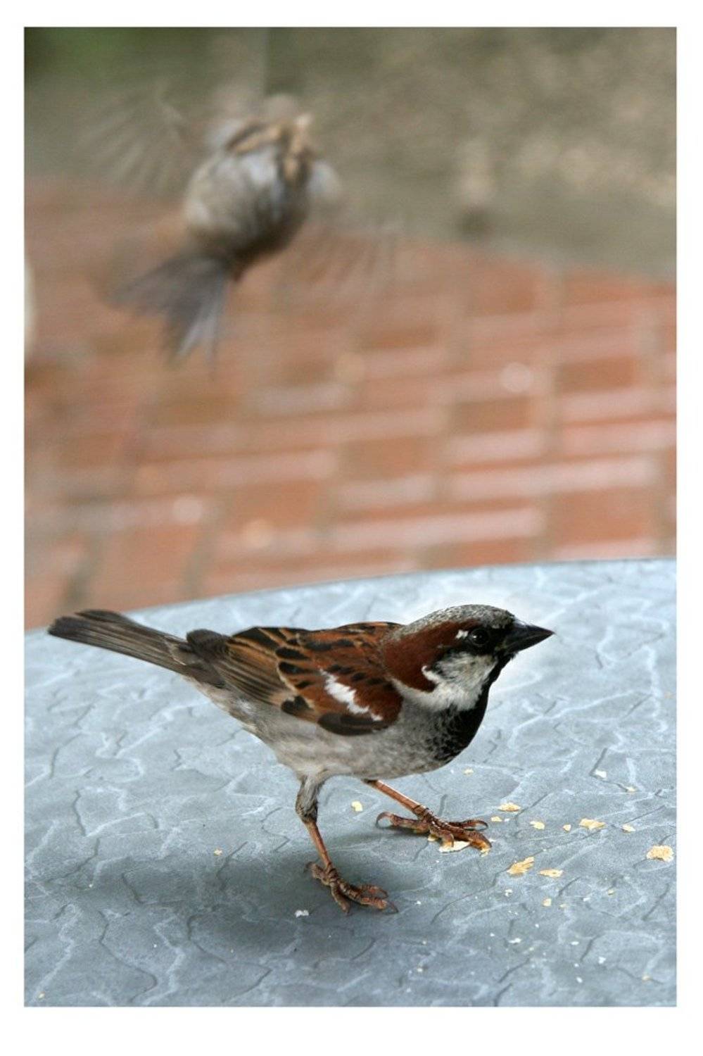 Тень отца Гамлета .... Автор: Кирилл Нежданов воробей, крошки, Кирилл Нежданов