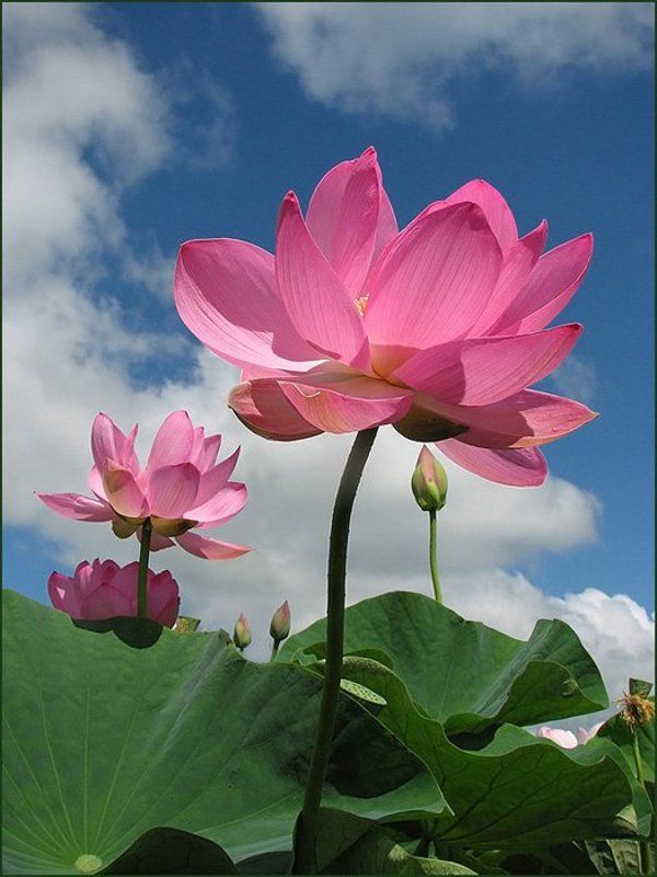 лотосы фото превью