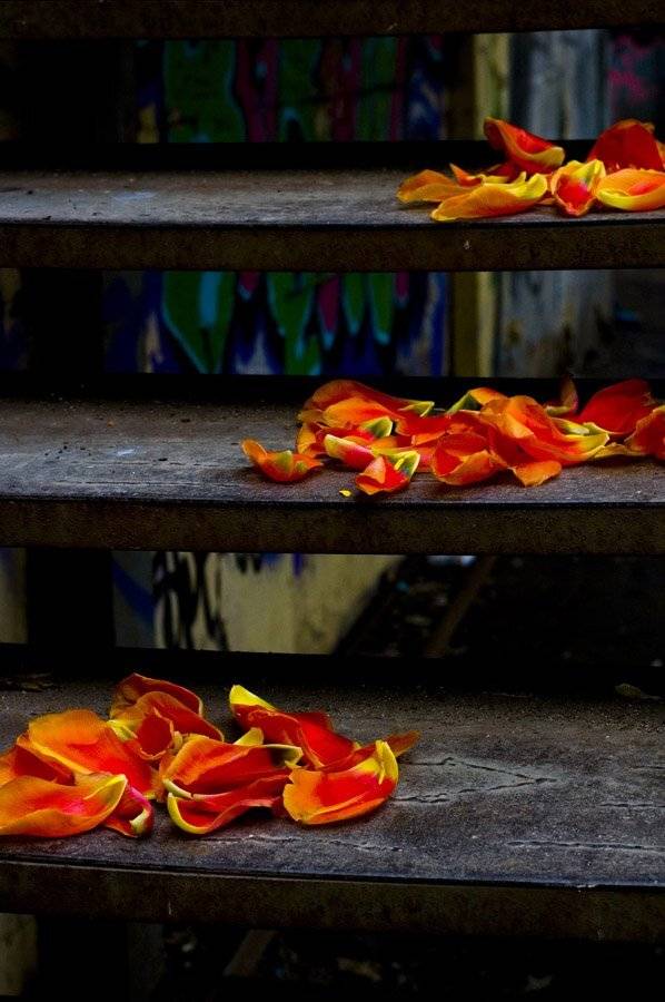 Весна идет. Автор: Dalia лестница, лепестки, тюльпаны, геометрия, Dalia