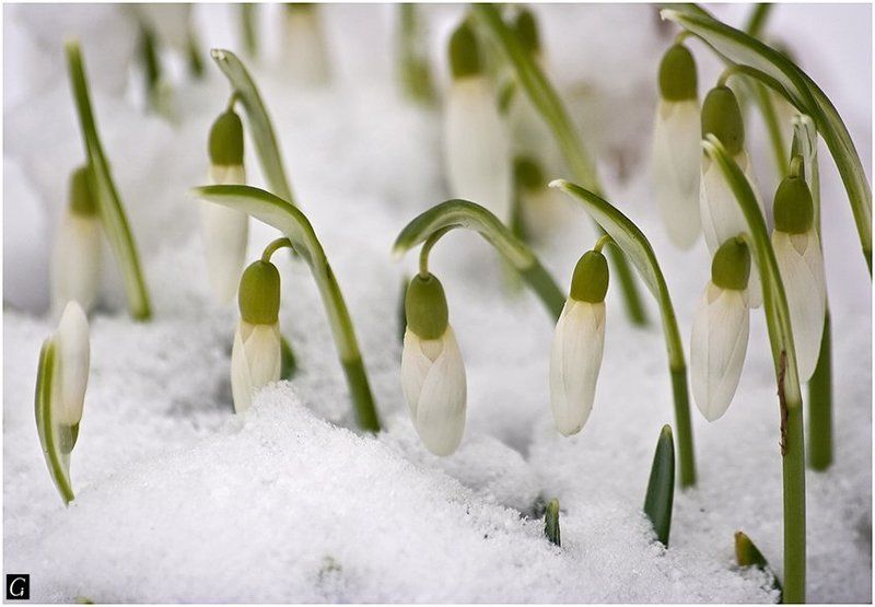 весна, подснежники Первыеphoto preview