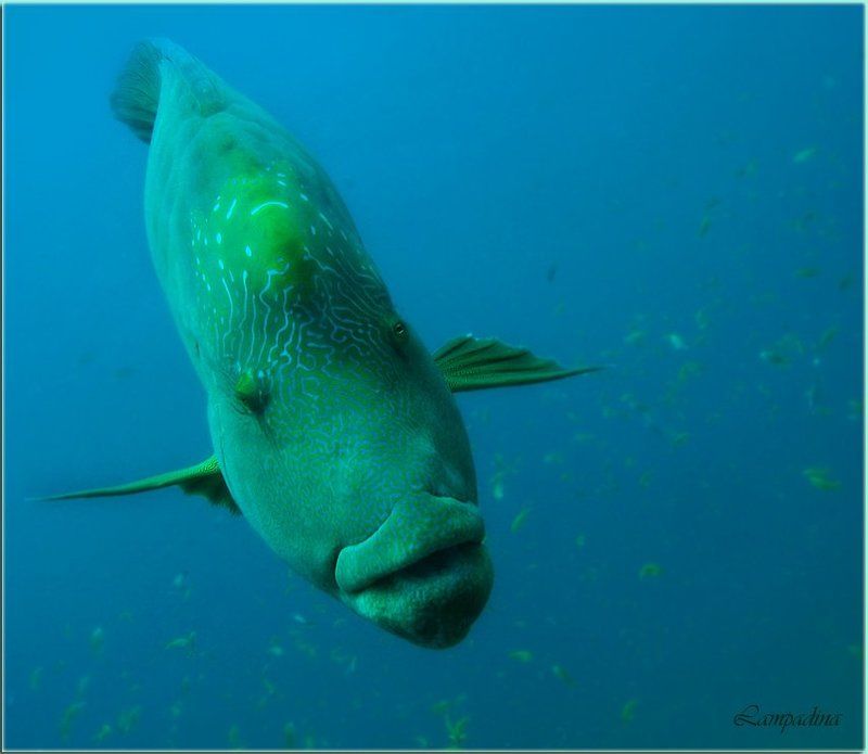 наполеон Иду на таран, фотографируй!photo preview