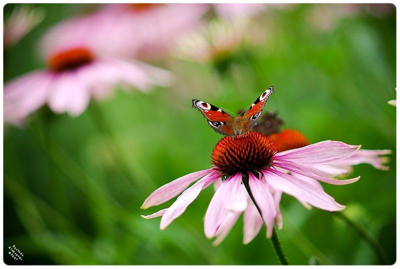 кучиев, александр, бабочка, цветы, природа, лето Лето?photo preview