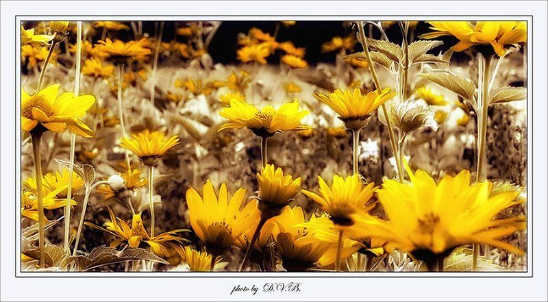 летнееphoto preview