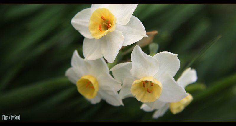 нарцисс 2photo preview