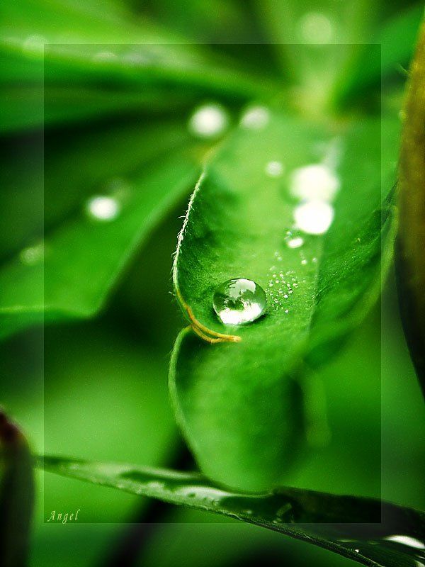 Капляphoto preview