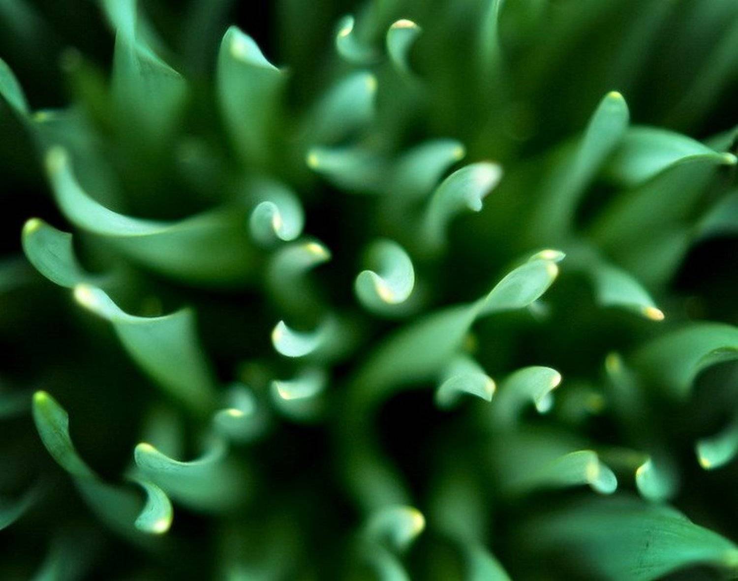 green. Автор: Kassiopey green, Kassiopey