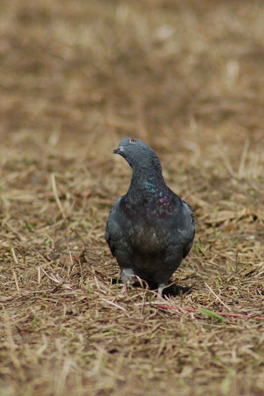 голубь В небеphoto preview