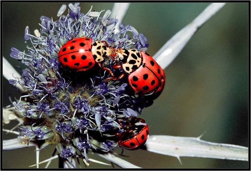 макро, Качурин Алексей