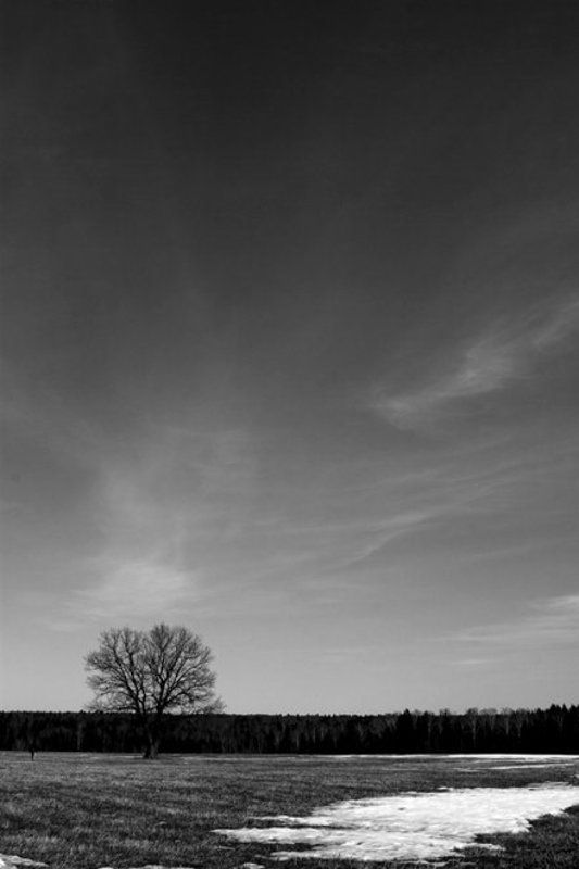 дерево, воскресенье, человек, поле ***photo preview