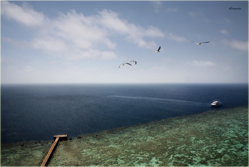 красное море, судан, риф санганеб, маяк, яхта, чайки Санганеб. фото превью