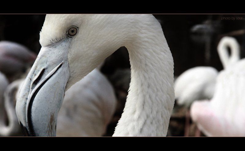 flamingo White beautyphoto preview