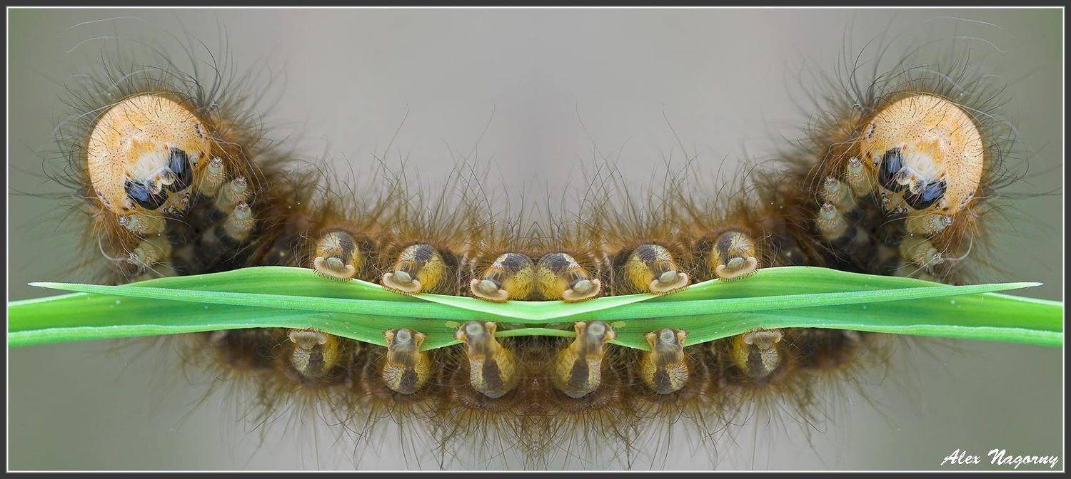 :). Автор: ФотоМаньяк макро, фото, насекомые, гусеница, травяной коконопряд, smile, смайлик, улыбка, юмор, 1 апреля, хорошее настроение, ФотоМаньяк