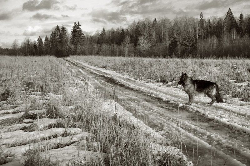 немецкая овчарка,дорога,лед,деревья Собачий выборphoto preview