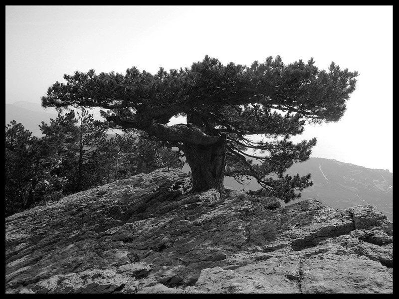 дерево, скала Могучий фото превью
