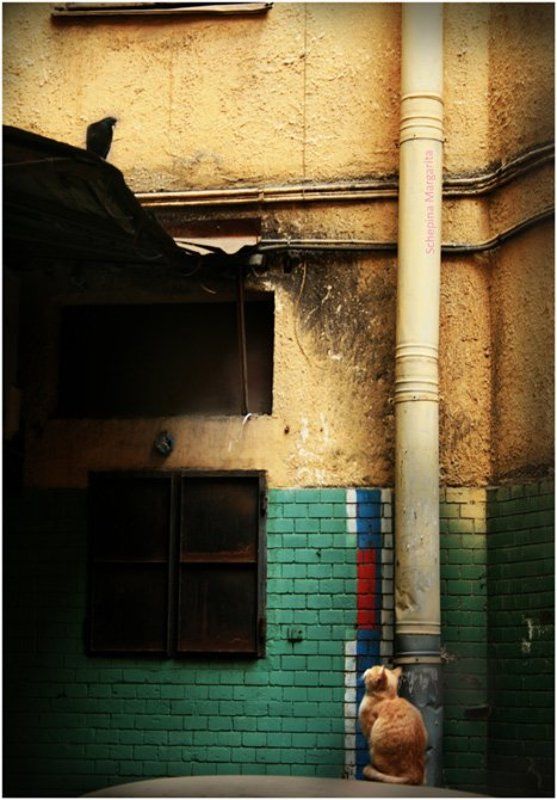 кот. голубь, непонимание Тркдности понимания. Кошкин двор #1photo preview