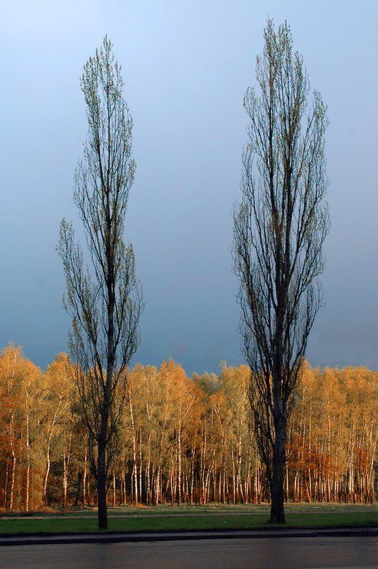 2007 май, пасмурный вечер, небо, берёзы, тополя Хмурый майphoto preview