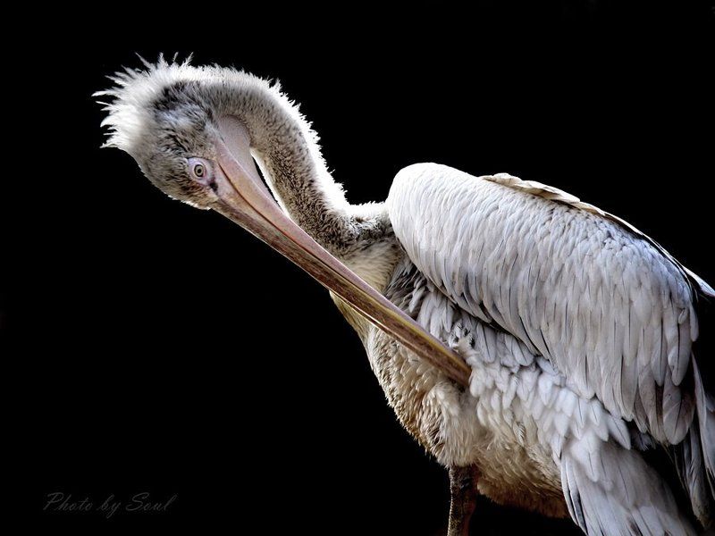 grey pelican Pelicanphoto preview