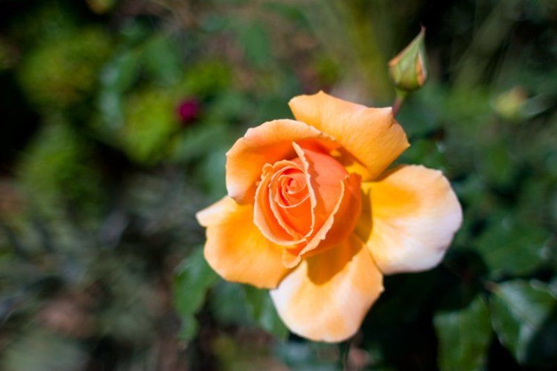 igalsc *** фото превью