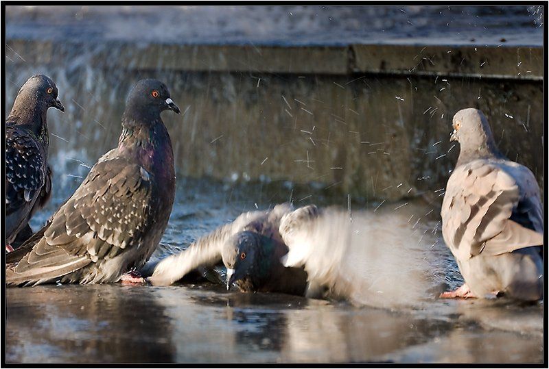 голуби Учимся плавать!photo preview