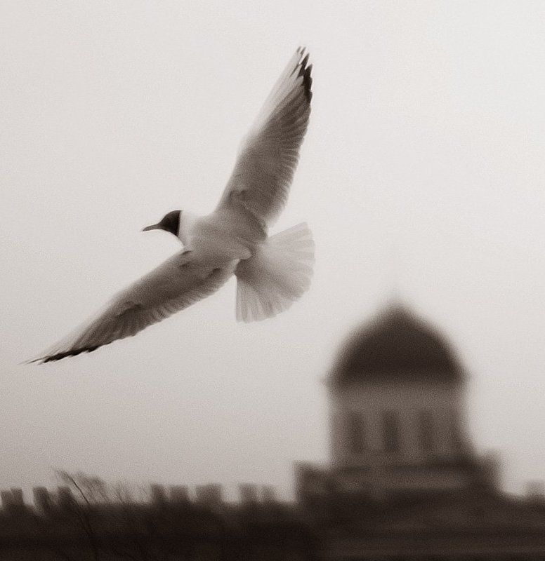 чайка,купол Виражphoto preview