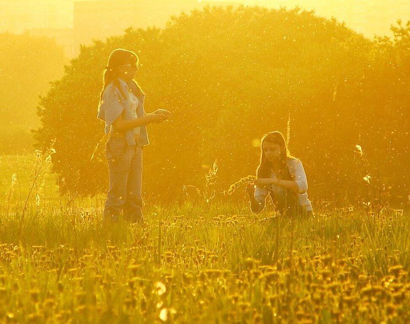 закат, одуванчики, поле, солнце, лето, девушки Gold fairy talephoto preview