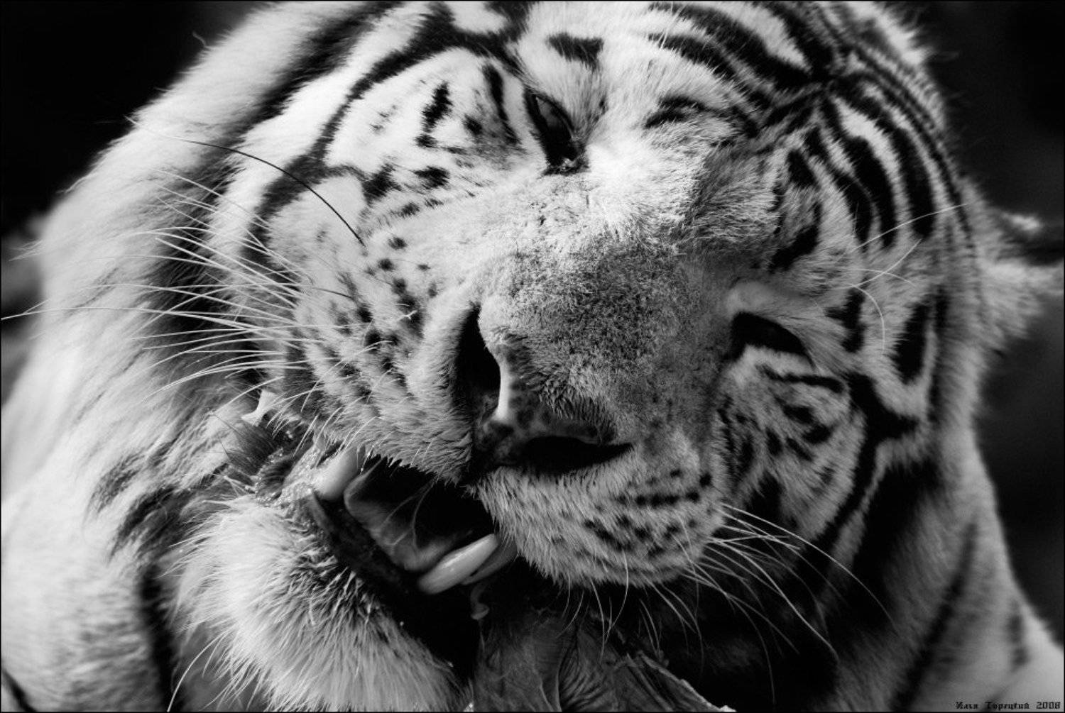 седеющий, царь, зимы, Илья Турецкий