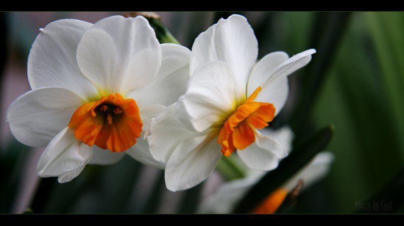 нарциссы Нарциссыphoto preview