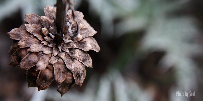 чертополох Missing of last summerphoto preview