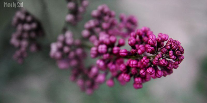 сирень сиреньphoto preview