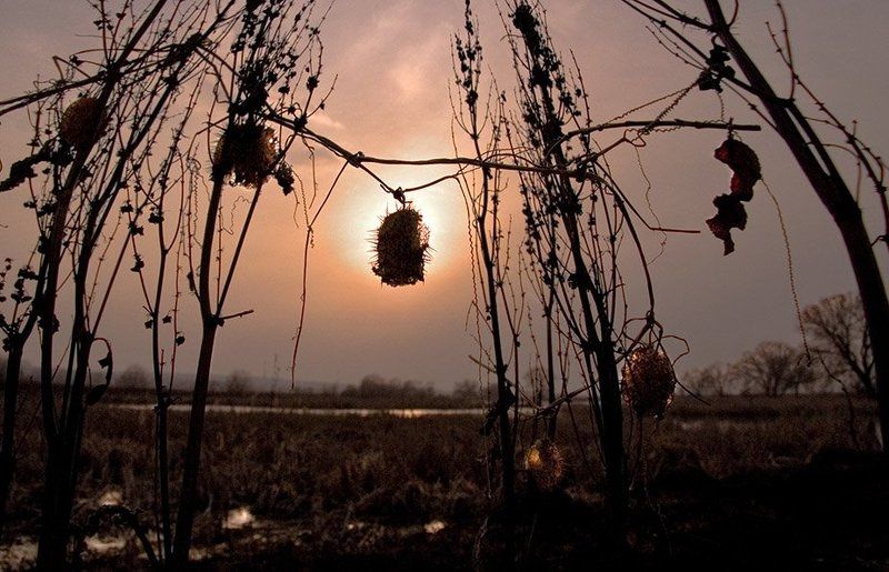 закат, природа, сеньково Закат на планете Земляphoto preview