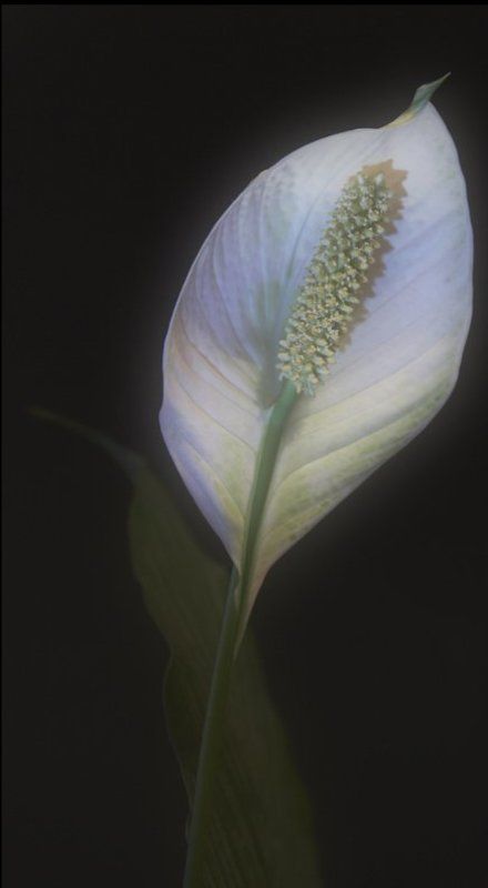 Ловец снов.photo preview