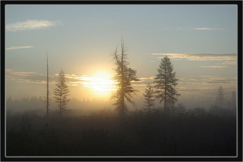 утро,тайга Утроphoto preview