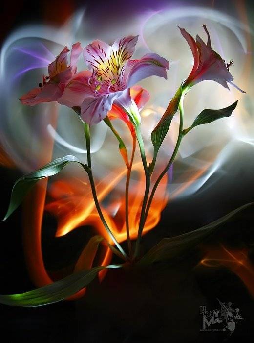 0464 (Светографика - Эскизы). Автор: HoryMa (ХориМа) светографика, комп.искусство, предметы, сюжет, свет, цветы, HoryMa (ХориМа)
